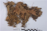 藏品(地卷屬)的圖片